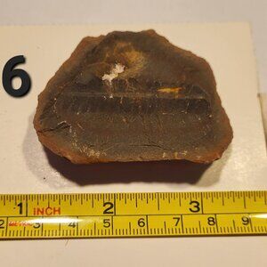 Old Indiana Fern Fossil